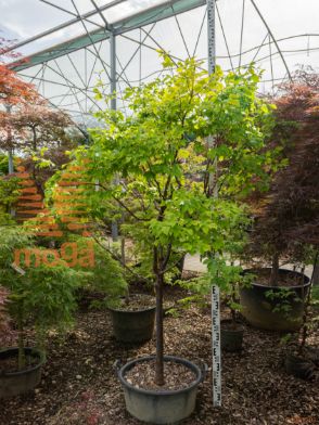 Acer griseum |10/12|1/2 deblo|C