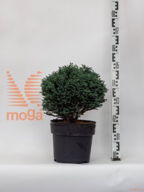 Chamaecyparis pisifera "Blue Moon" |30-40|P26