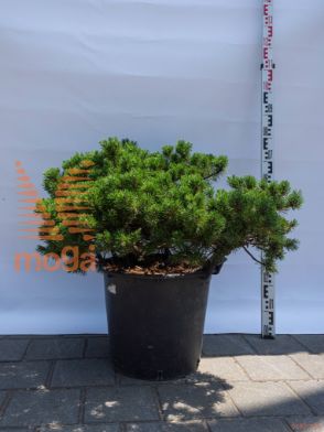 Pinus mugo "Klostergrün" |60-80|FI:80-100|C