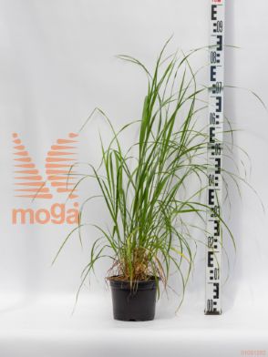 Calamagrostis brachytricha |P17