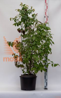 Parrotia persica "Persian Spire" ® |100-125|C