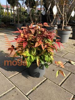 Nandina domestica "Blushed Pink" |20-40|P19