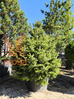 Picea omorika "Nana" |80-100|extra|C