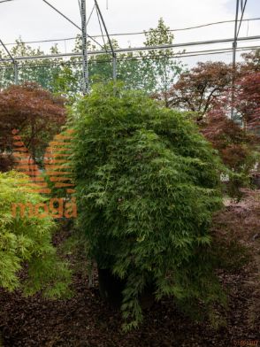 Acer palmatum "Emerald Lace" |150-175|20/25|1/2 deblo|FI:200-250|C