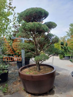 Pinus sylvestris "Norske Typ" |200-250|bonsai - oblika|C/JUMBO800