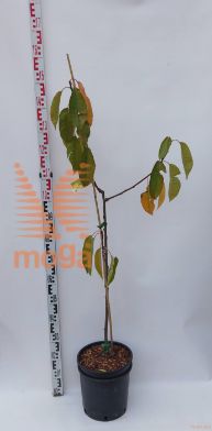 Prunus avium "Regina" |100-150|GISELA5|večletna sadika|C