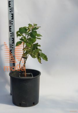 Rubus idaeus "Tulameen" |30-40|P17