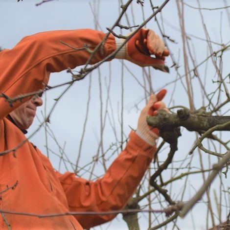 <strong>Pruning</strong> fruit trees