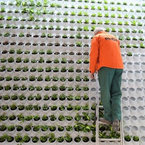 <strong>Functional benefits</strong> of green walls