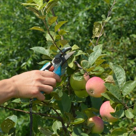 <strong>Fruit</strong> plants