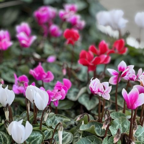 <strong>Innendekoration</strong> und Blumenzucht