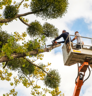 Tree care