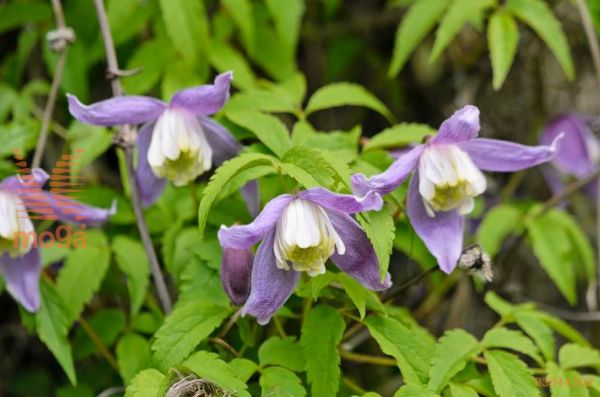 downy clematis