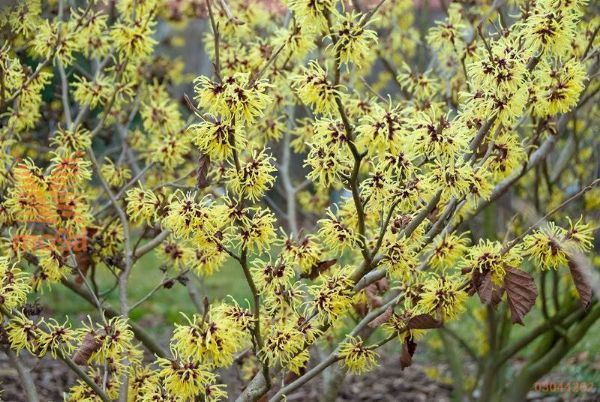 vrtni nepozebnik "Primavera"