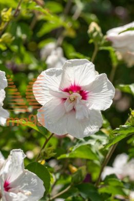 sirski oslez "White Chiffon"