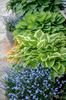 hosta "Golden Tiara"