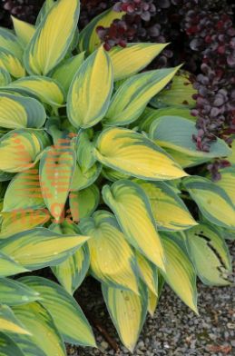 hosta "June"