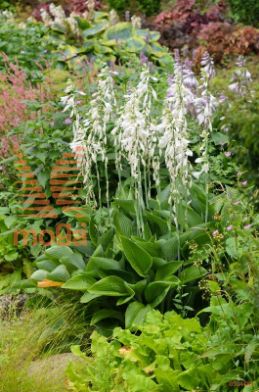 hosta "Krossa Regal"