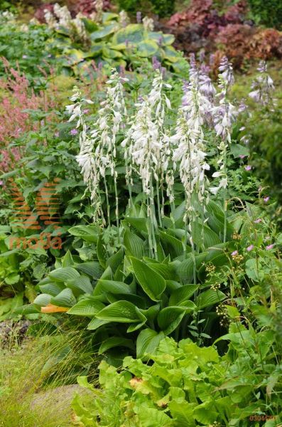 hosta "Krossa Regal"