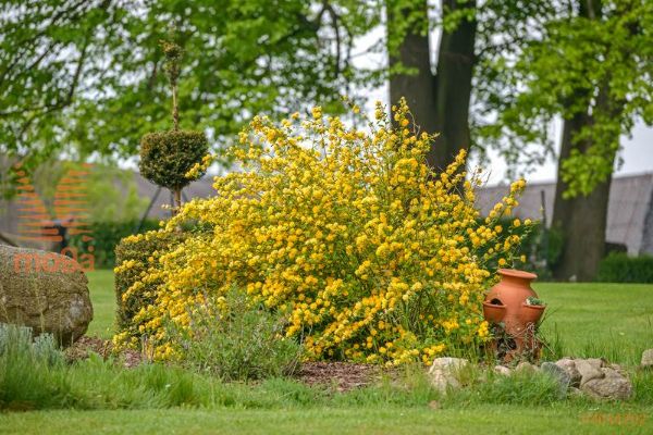 japonska kerija "Pleniflora"