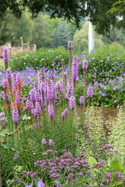 klasnati liatris