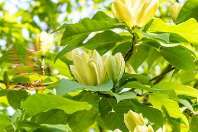 magnolija "Yellow Lantern"