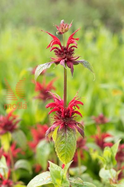 monarda "Cambridge Scarlet"