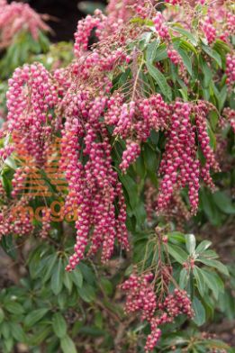 japonski pieris "Pink Passion"