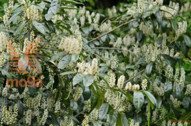 lovorikovec "Schipkaensis"