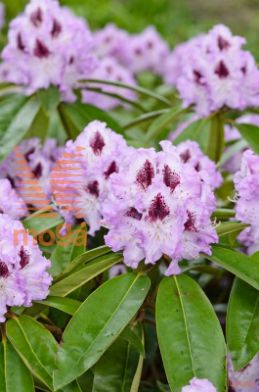 rododendron "Blue Peter"