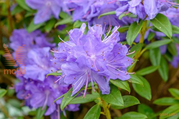 rododendron "Gletschernacht"