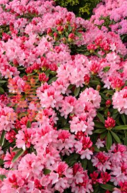 rododendron "Pink Cherub"