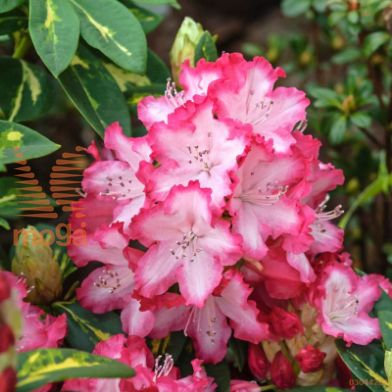 rododendron "President Roosevelt"