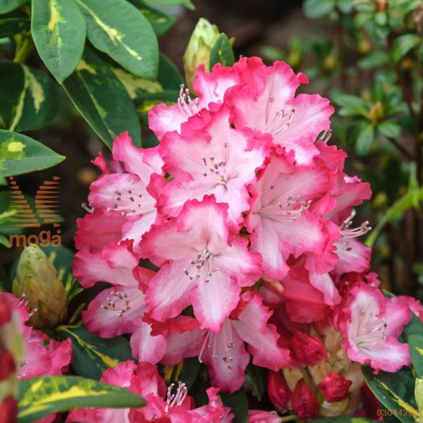 rododendron "President Roosevelt"