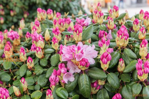 rododendron "Vater Böhlje"