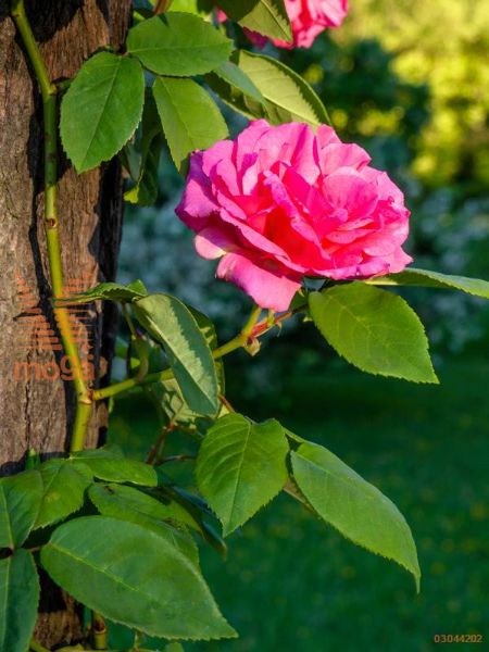 vrtnica "Zéphirine Drouhin"