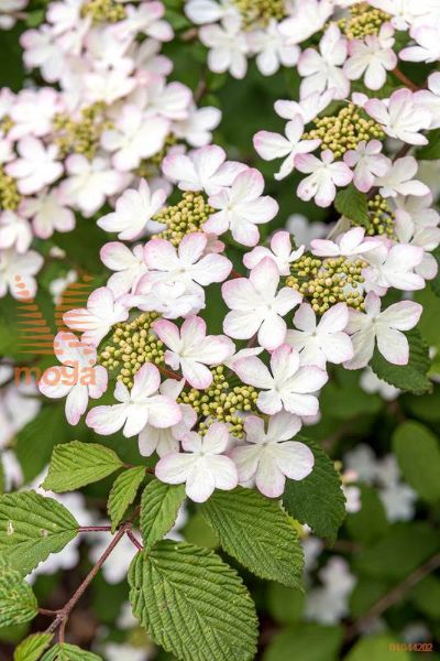 japonska brogovita "Pink Beauty"