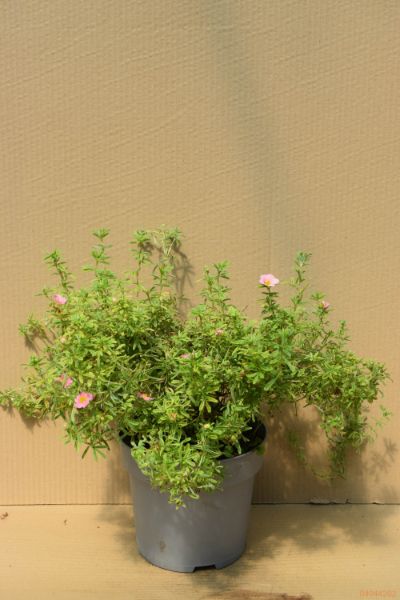 grmasti petoprstnik "Bellissima"