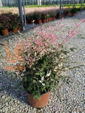 navadna nandina "Twilight"