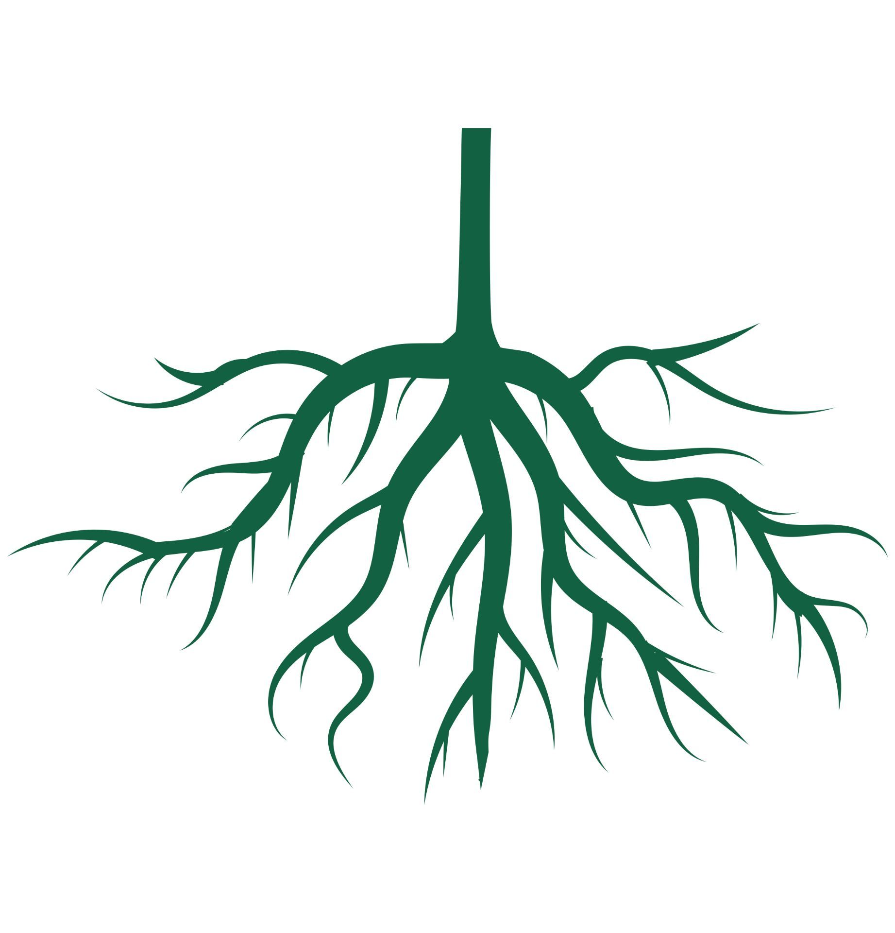 Bare root · Gola korenina · Nackte Wurzel · Goli korijen