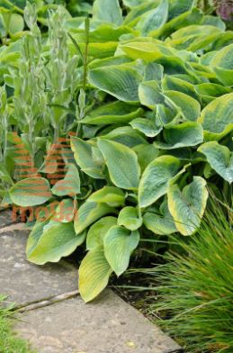 hosta "Frances Williams"