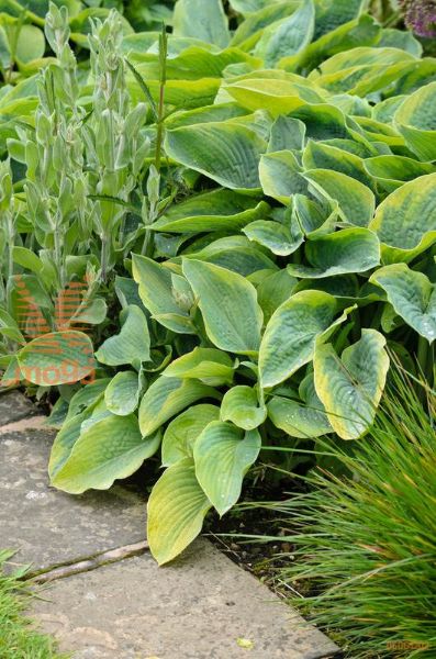 hosta "Frances Williams"