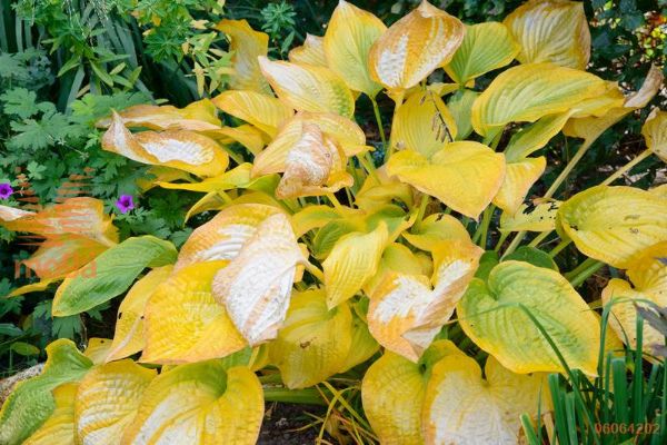 hosta "Paul's Glory"