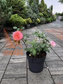 Rosa "La Rose de Molinard" ® |C5