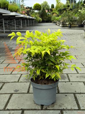 navadna nandina "Lemon Lime"