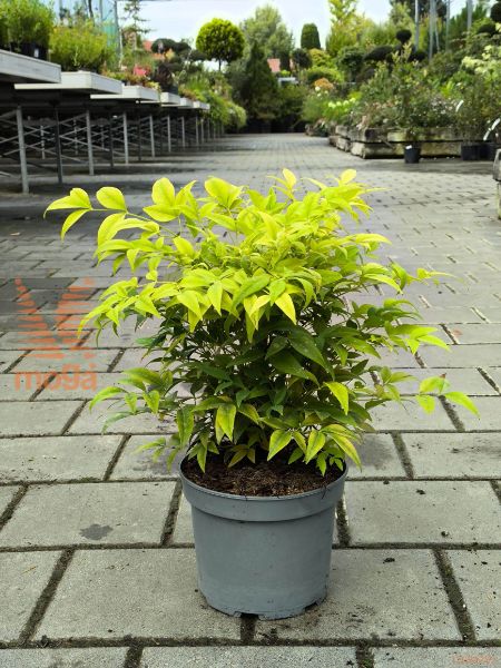 navadna nandina "Lemon Lime"