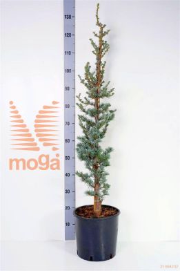 http://twentheplant.nl/tsd/93675_CELGLAUC_9C10080100_1.jpg