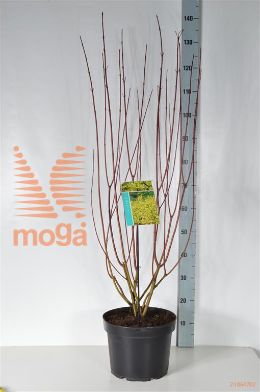 http://twentheplant.nl/tsd/61862_COAAUREA_9C10080100_2.jpg