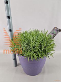 http://twentheplant.nl/tsd/75262_LAAEPURP_8P32DECO_1.jpg