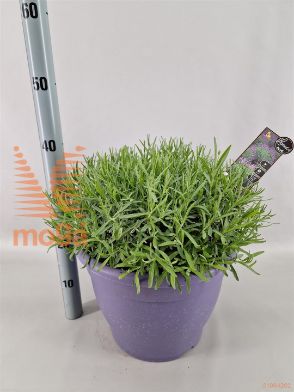 http://twentheplant.nl/tsd/75262_LAAEPURP_8P32DECO_1.jpg